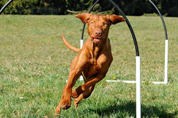 Hoopers Agility